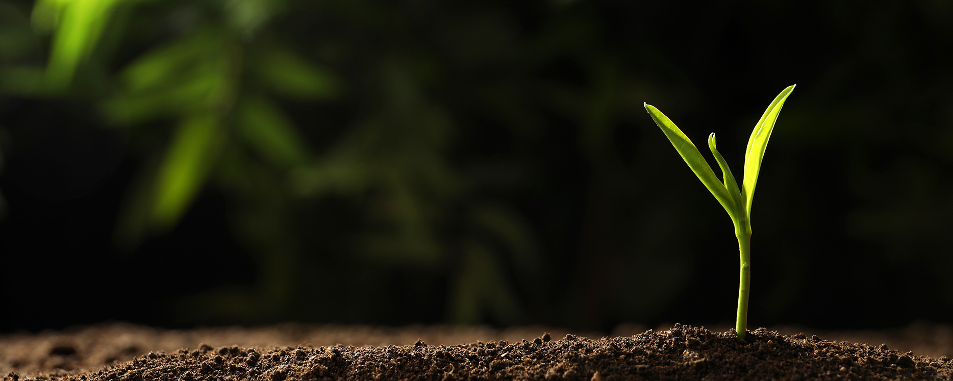 威尼斯线上平台